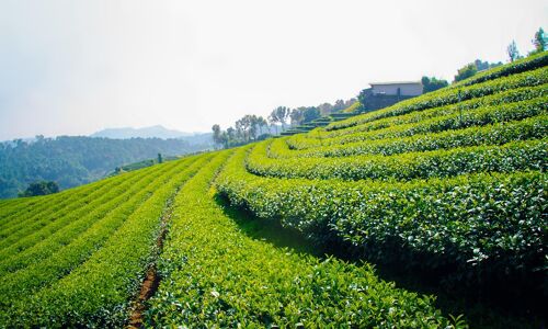 Mae Taeng Tea Plantation